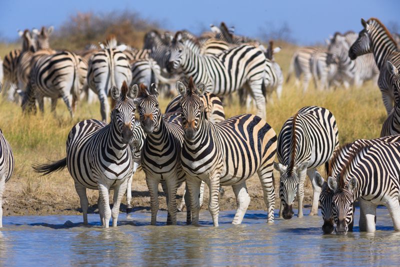 Die Zebra-Migration in den Makgadikgadi Pans