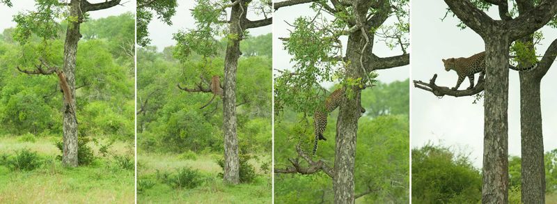 Leopard action in the Sabi Sand