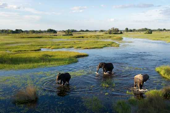 Grande Migração vs Okavango Delta: quando reservar seu safári