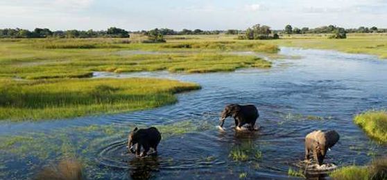 Grande Migração vs Okavango Delta: quando reservar seu safári