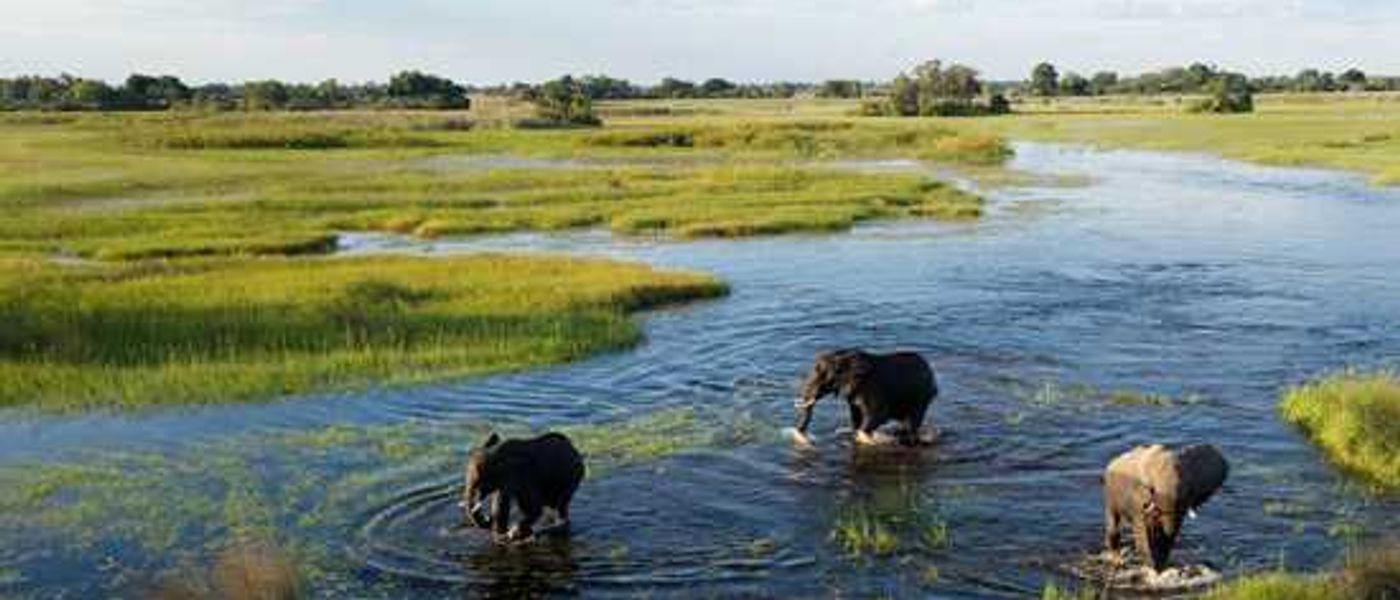 Grande Migração vs Okavango Delta: quando reservar seu safári