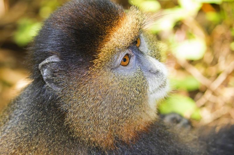 Rwanda