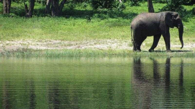Elephants in Zambia