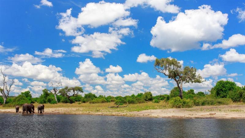 Un groupe d'éléphants se rafraîchissant au bord de la rivière Chobe en Namibie
