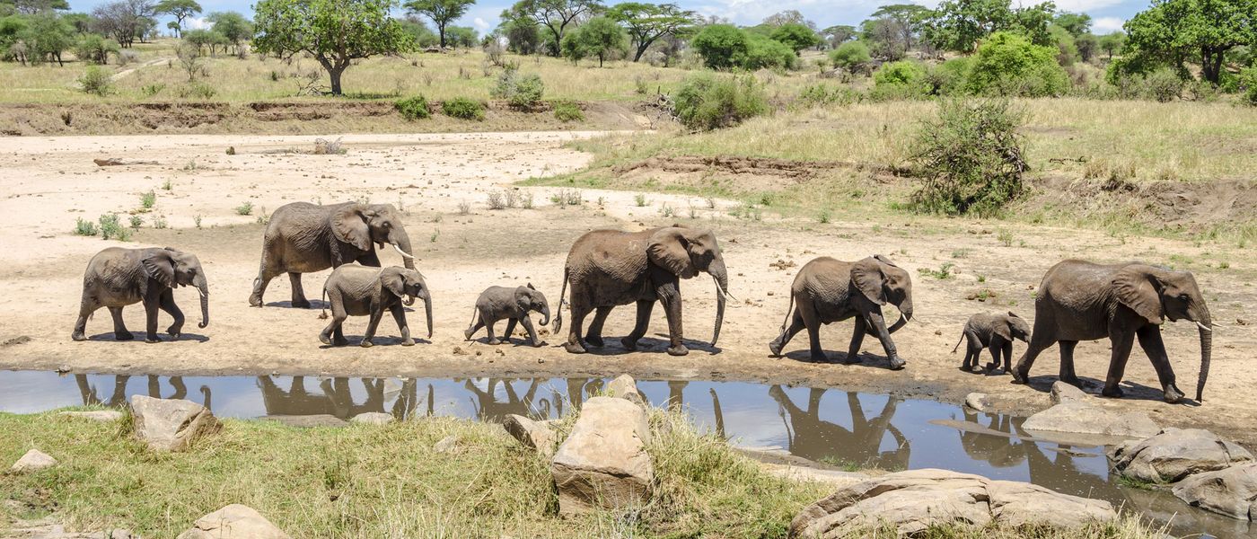 Join the Global March for Elephants and Rhinos