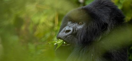 A Rwanda Safari at Close Range