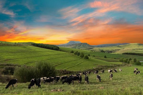 Ihr KwaZulu-Natal Reiseguide