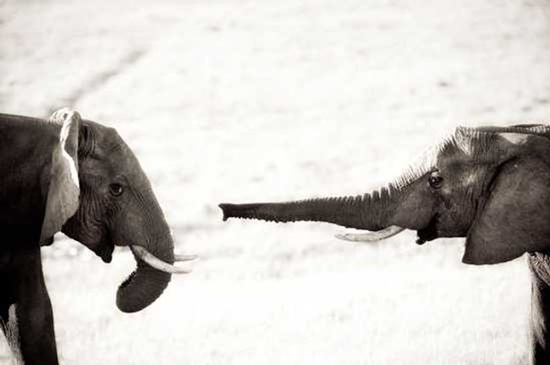 Young Male Elephants Playing