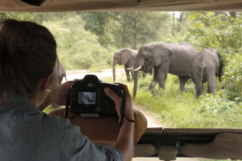 A person in a safari vehicle photographs a group of elephants in a lush, green forest using a DSLR camera.