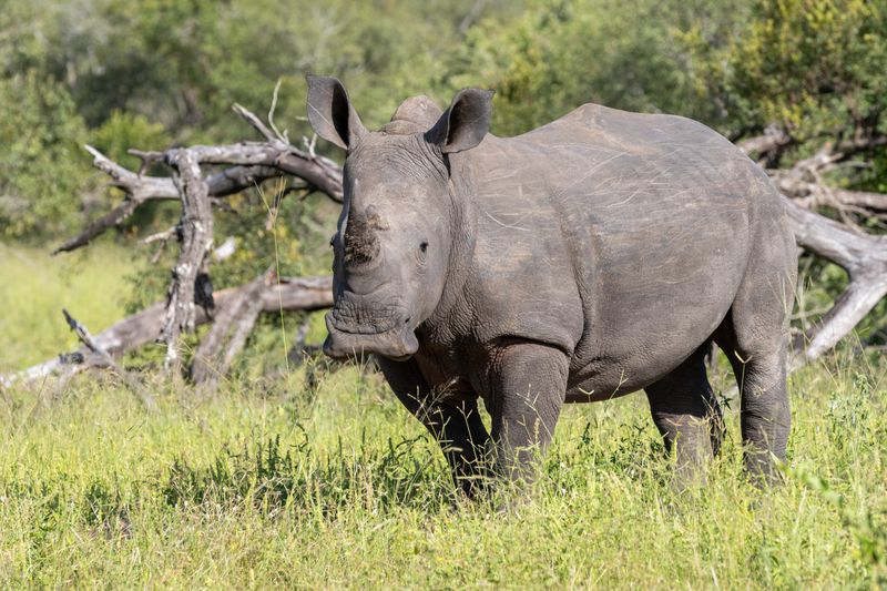 A rhinoceros stands in tall grass with trees and fallen branches in the background.