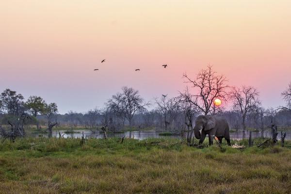 Welcome to the Jungle: How Botswana Became Africa’s Success Story