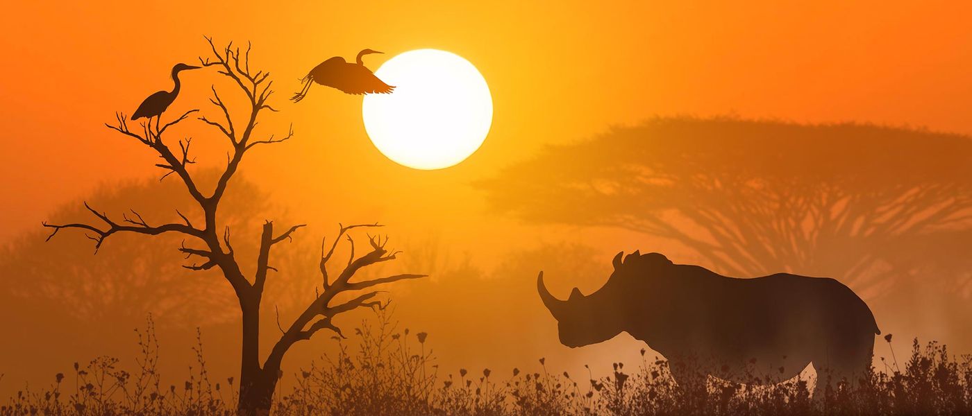 Africa’s Big 5 and Where to See Them on Safari