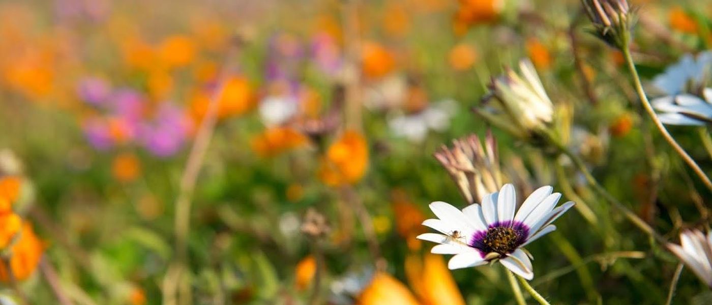 Flowerpower in Südafrika: Blumenblüte an der Westküste