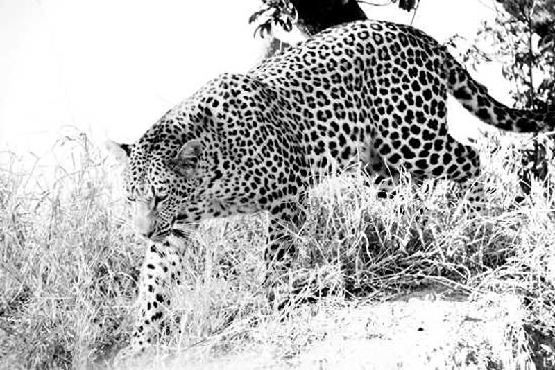Vomba Young Female