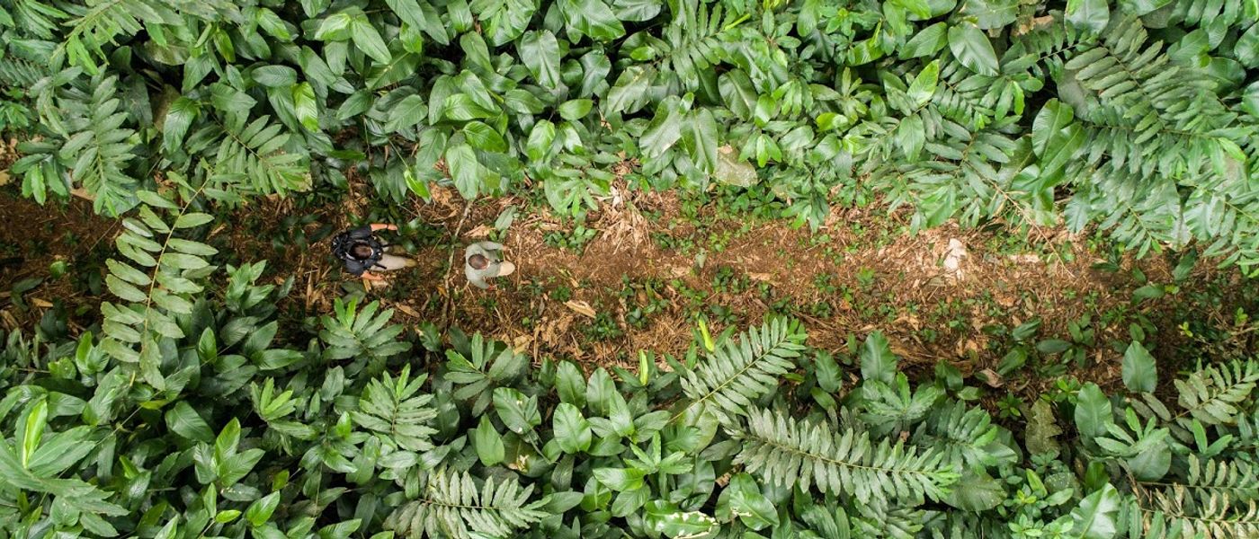 Bassin du Congo - Deuxième forêt tropicale au monde