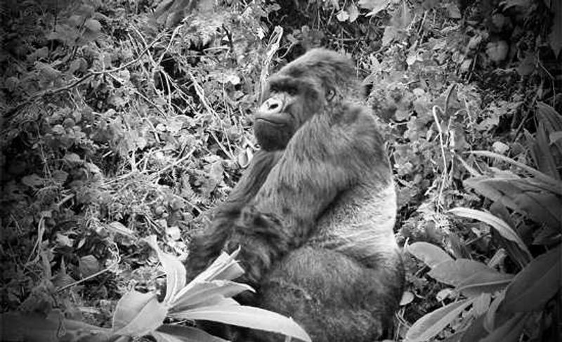 Gorilla VS Man
