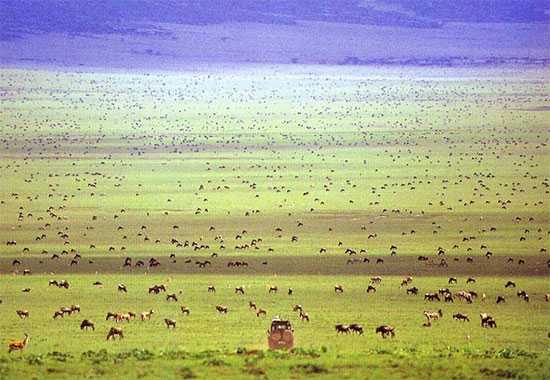 Tanzania | The Grass is Greener on the Other Side