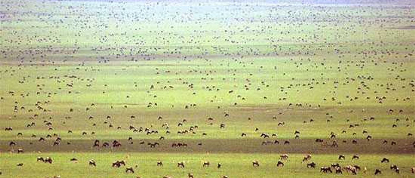 Tanzania | The Grass is Greener on the Other Side