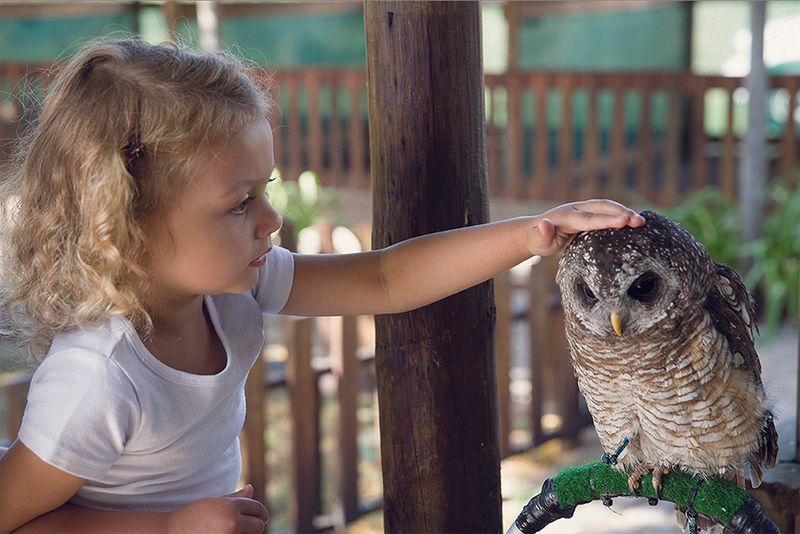 Children can enounter owls at Eagle Encounters at Spier