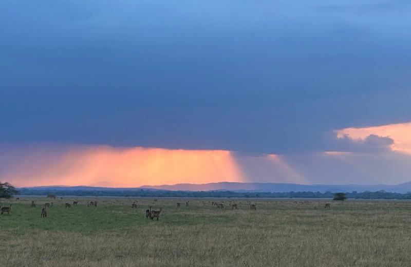 Waterbuck grazing across Gorongosa’s plains beneath dramatic storm clouds at sunset.
