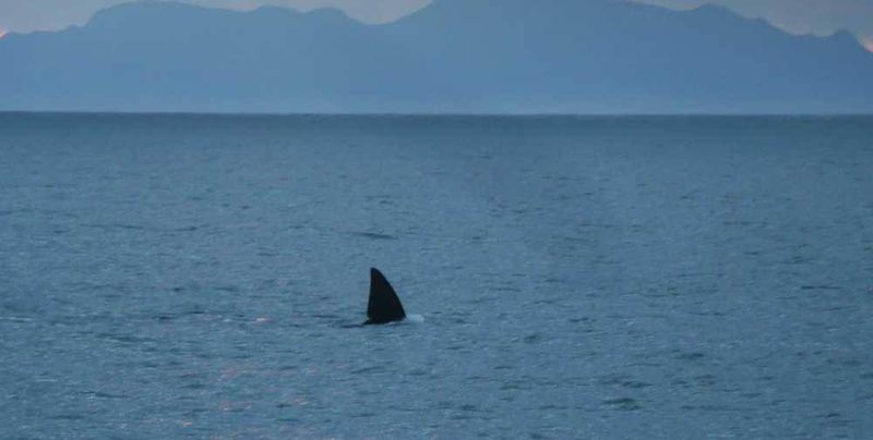 Whale fin