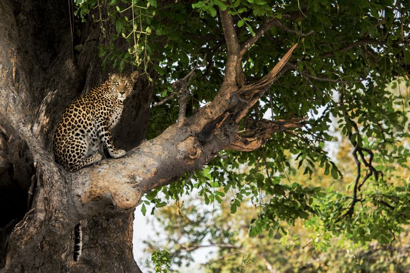 A leopard sits silently in a tree
