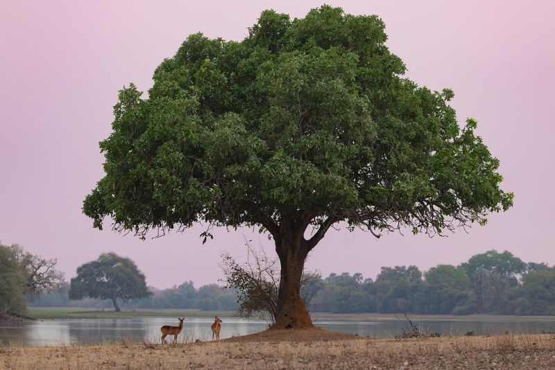 Scenic lagoon and tree in the Lower Zambezi during a Zambia safari
