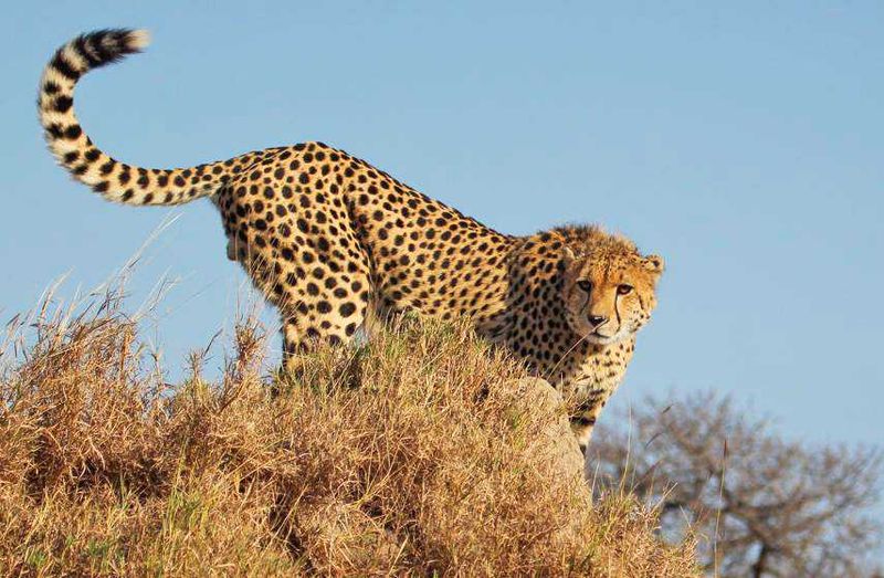 "Our last drive, we were speeding back to camp and luckily we spotted this guy!!!! Great way to end the first 3 days of our SA adventure."