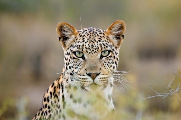 10 Best Places to See Iconic African Animals on Safari