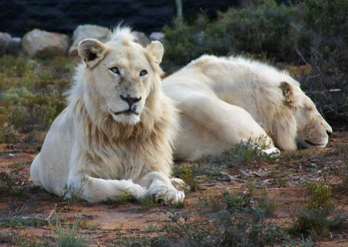 10 bizarre Naturschauspiele aus der Wildnis Afrikas