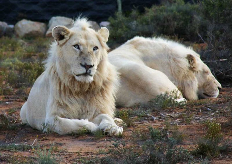White Lion at Sanbona Game Reserve