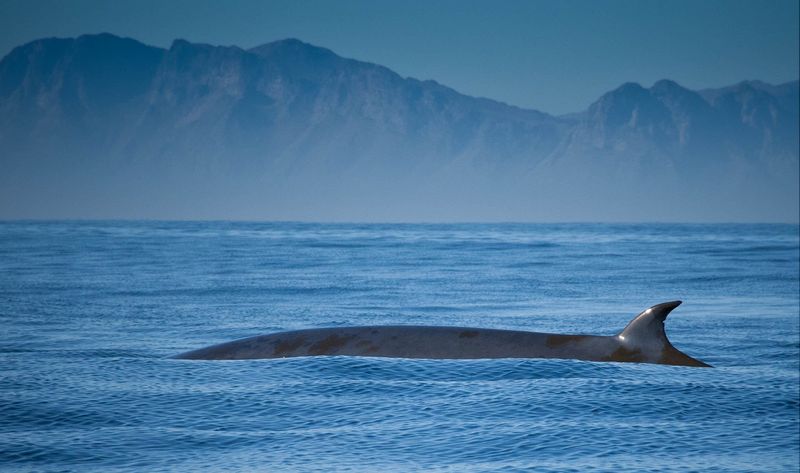 Bryde's whale