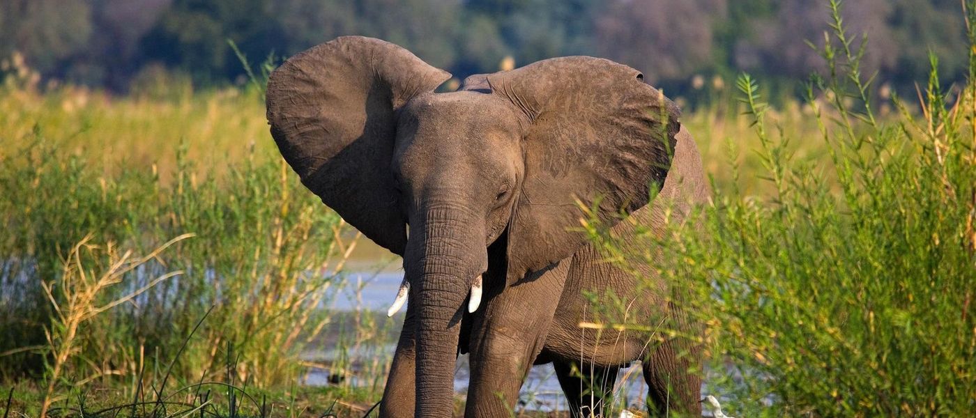 Checkliste: Tierwelt im Zambezi Nationalpark