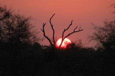 Singita - Game Experience