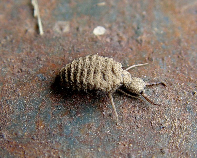 Ant Lion one of the Little Five in Africa
