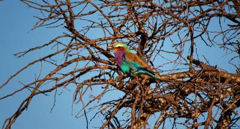 Lilac breasted roller