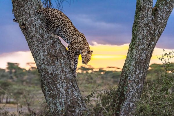 Weshalb wir Leoparden lieben – wissenswerte Fun Facts