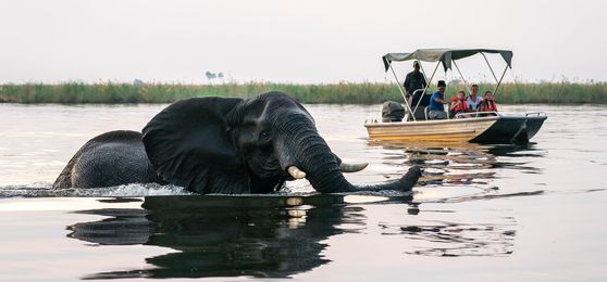 Qual é a Melhor Época para Visitar Botsuana para um Safári?