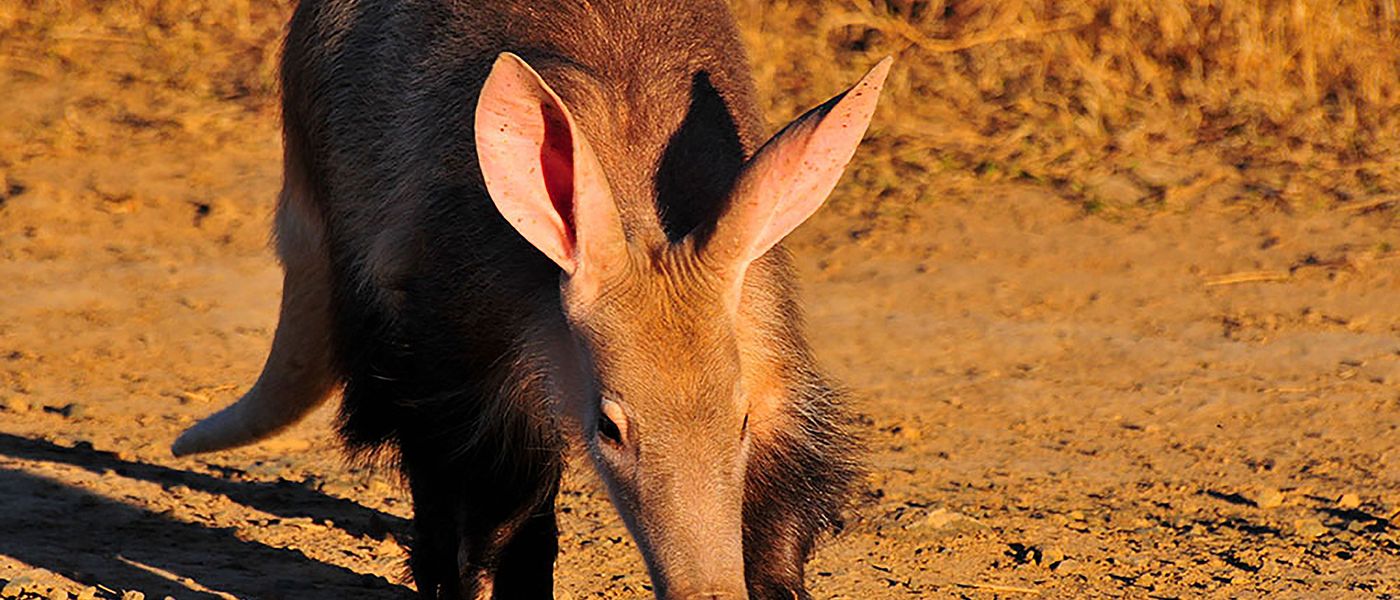 Counting Aardvarks in Kwandwe