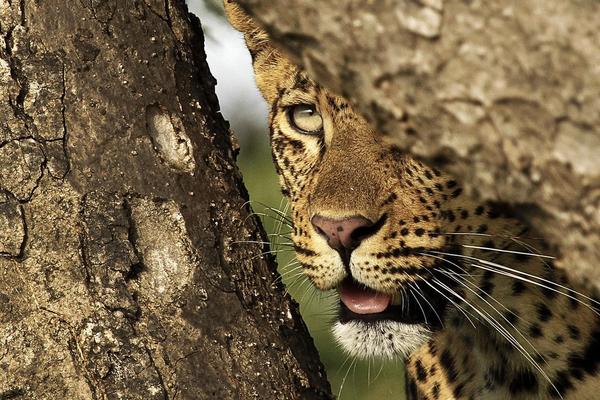 Redescubre la naturaleza con Londolozi Varty Camp