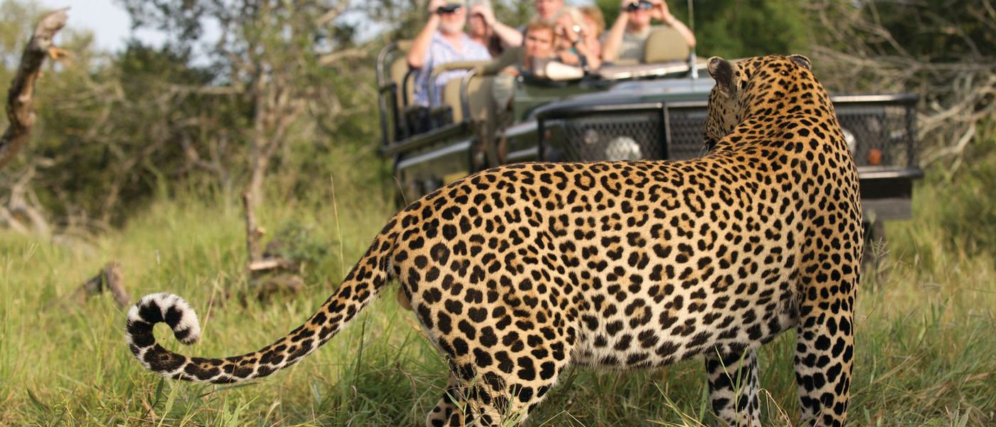Onde ver os "Big Five" em ação na África?