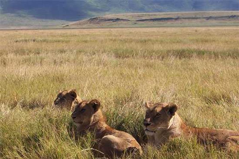 Lionesses in the Ngorongoro-Crater