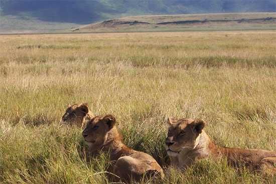 Lionesses in the Ngorongoro-Crater