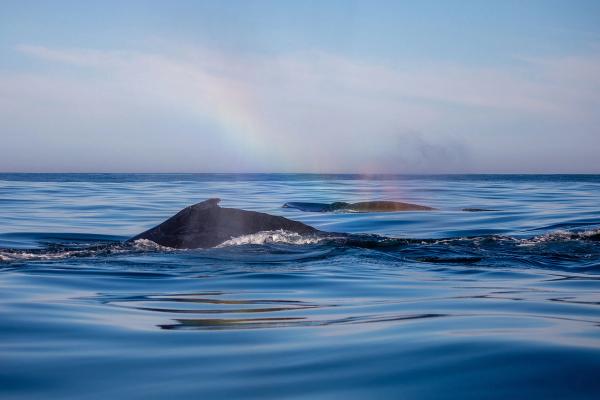 Whale Watching in Pictures