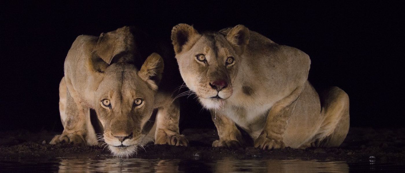 Safari au Parc National Kruger : que dois-je savoir ?