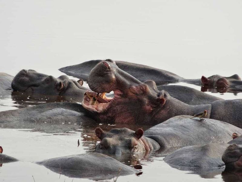 Early morning with hippos. - Lake Masek