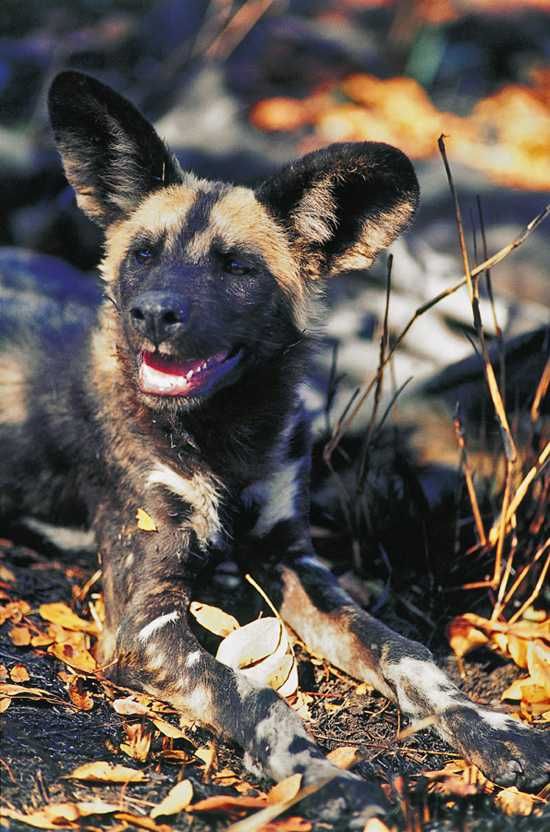 Wild dog in the wild...