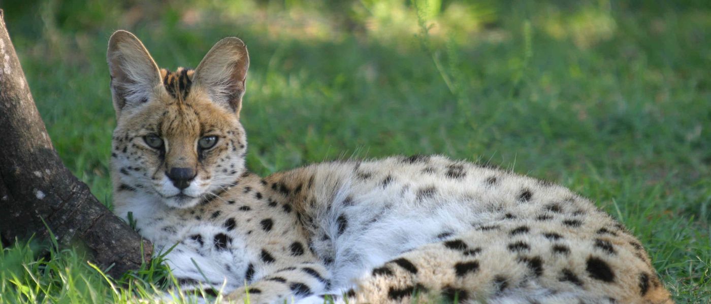 6 Rare Animals You Will Be Lucky To See On Safari