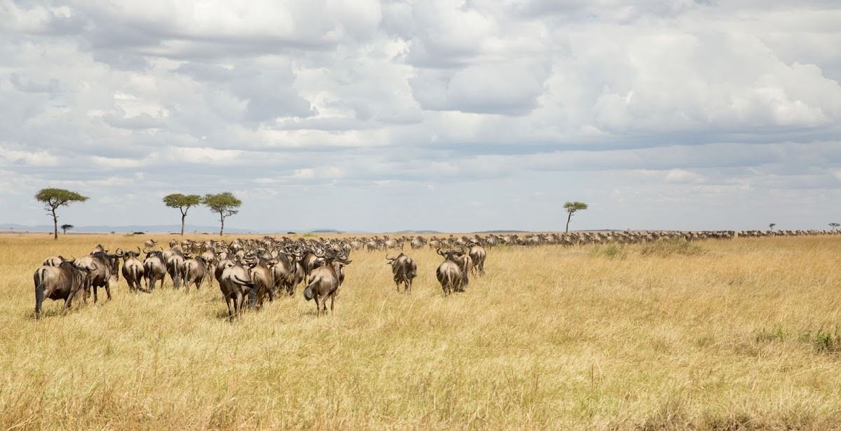 36 Things You Should Know About the Great Wildebeest Migration