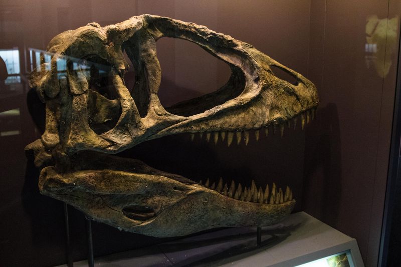 A dinosaur skull at one of Cape Town's museums